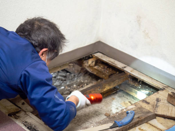 Best Home Mold Removal  in Chula Vista, TX