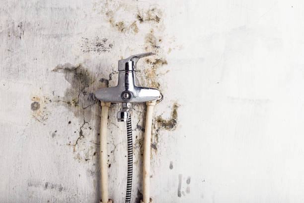 Best Office Mold Removal Services  in Chula Vista, TX