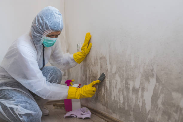Mold Removal and Inspection in Chula Vista, TX