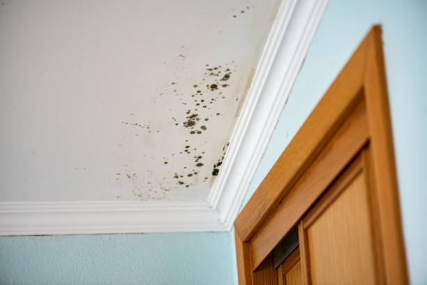 Best Crawl Space Mold Removal  in Chula Vista, TX