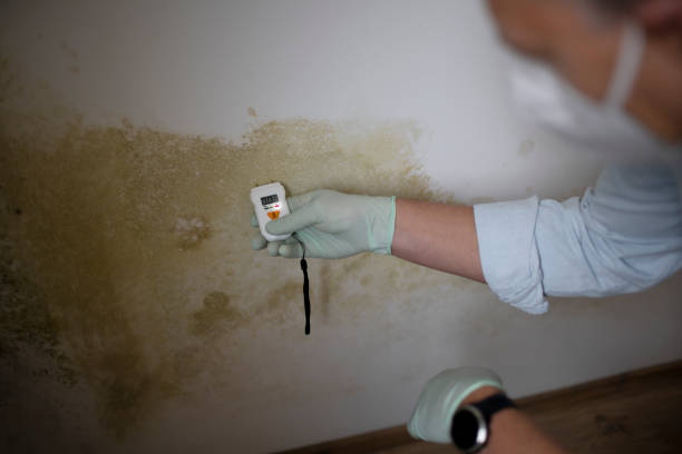 Best Mold Removal Process  in Chula Vista, TX
