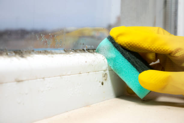 Mold Removal Process in Chula Vista, TX