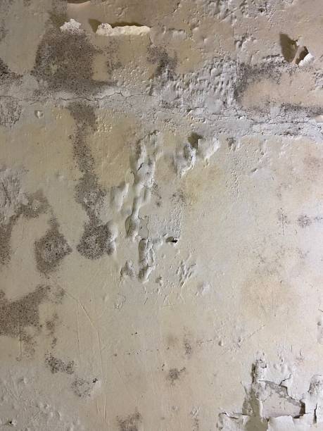 Best Same-Day Mold Removal  in Chula Vista, TX