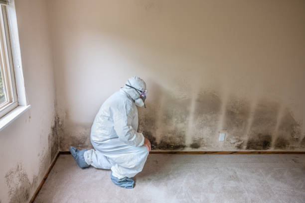 Best Local Mold Removal Service  in Chula Vista, TX