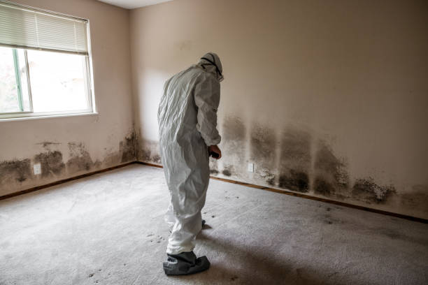 Office Mold Removal Services in Chula Vista, TX
