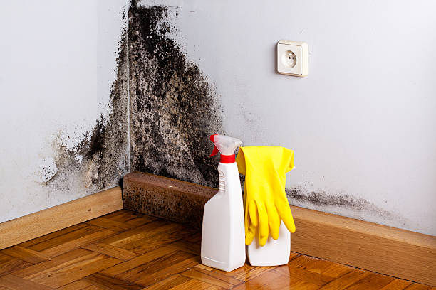 Chula Vista, TX Mold Removal Company