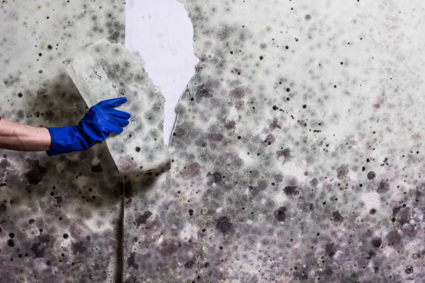 Best Black Mold Removal  in Chula Vista, TX