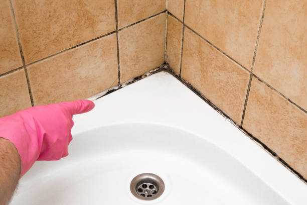 Best Certified Mold Removal  in Chula Vista, TX